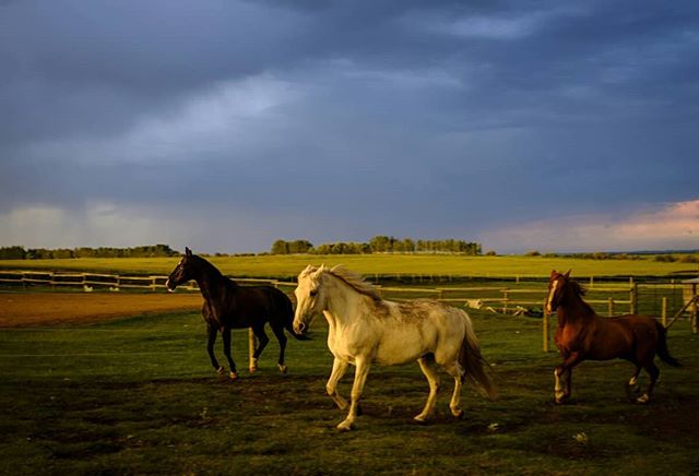 Minutes before the storm
·
·
·
·
·
#Fuji #fuji #fujifeed #fujixseries #fujilove #fujinon #fujifilmxseries #fujix #fujix100f #myfujifeed #fujifilmx100f #fujifilmph #fujifollowme #horse #horses #horsepower #horsesofinstagram #horselover #horsestagram #horsephotography #horselovers #horseofinstagram #horseoftheday #horsesofig #horseart #greatlight #reportagespotlight @travelalberta @_fujilove_