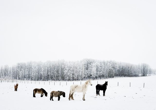 Frosty ponies on a -25C day .
.
.
.
.
.
#winter #coldweather #Fuji #fuji #fujifeed #fujixseries #fujilove #fujinon #fujifilmxseries #fujix #fujix100f #myfujifeed #fujifilmx100f #fujifilmph #fujifollowme #horse #horses #horsepower #horsesofinstagram #horselover #horsestagram #horsephotography #horselovers #horseofinstagram #horseoftheday #horsesofig #horseart #greatlight #reportagespotlight @travelalberta @_fujilove_