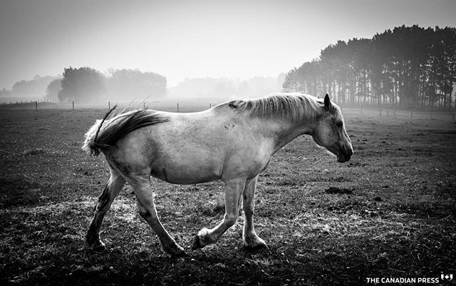 Madeline, a Curly Percheron cross, stands in thick smoke on a farm near Cremona, Alta., Friday, May 31, 2019. The Alberta government says wildfires burning across the northern part of the province have forced about 10,000 people from their homes. Thick, acrid smoke from the fires has drifted to points south, including Edmonton and Calgary.THE CANADIAN PRESS/Jeff McIntosh
.
.
.
.
.
#Alberta #Canada #🇨🇦 #YYC #wildfiresmoke #smoky #horsesofinstagram #horse #equestrian #Fuji #fuji #fujifeed #fujixseries #fujifilmxseries #fujix#fujiframez #fujix100f #fujifilmx100f #bnw #bnw_captures #vimptfreeprint #vimpt @vimpt I