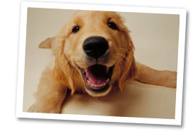 PicturePuppy.jpg