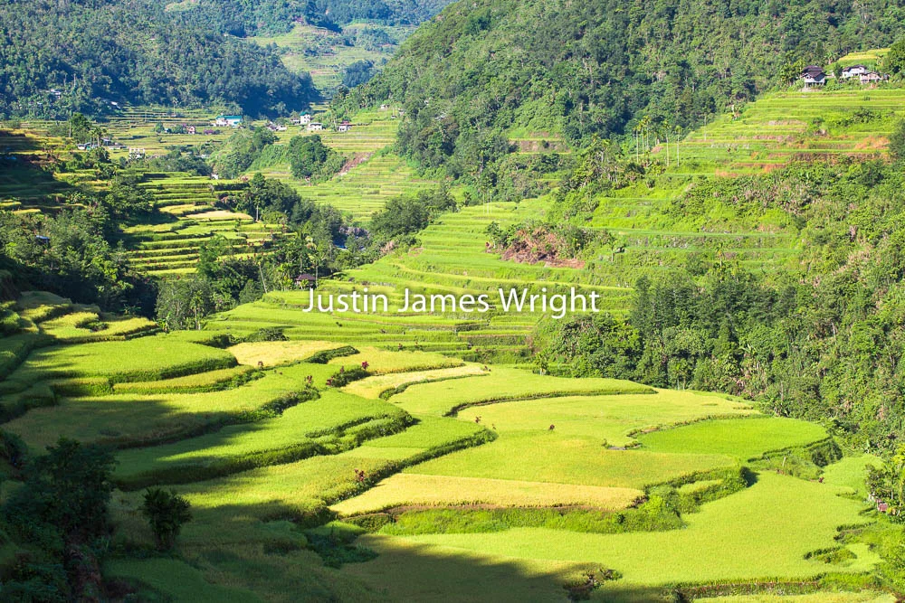 Hapao Rice Terraces, Banaue, Ifugao, Philippines A UNESCO World Heritage Site Philippine Photo # 4119 If you wish to purchase a photography print of this image, or would like to license this image please contact us using the form below. Please kindly include the Image Title and Image Ref # in your message, we will get back to you.