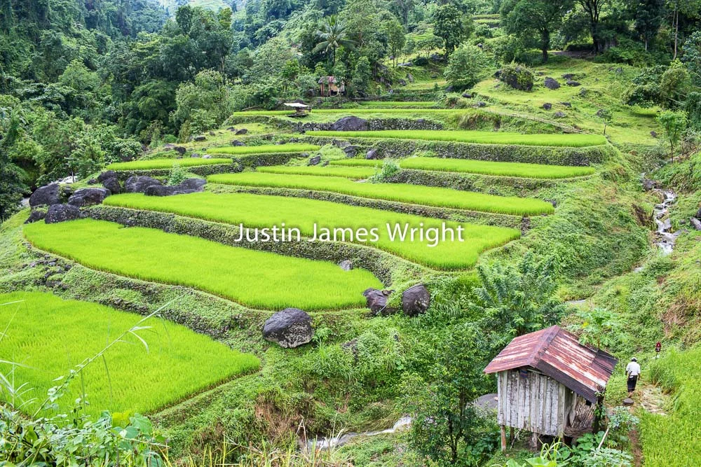 Rice Terraces, Ilocos Sur, Philippines. Philippine Photo # 4207 If you wish to purchase a photography print of this image, or would like to license this image please contact us using the form below. Please kindly include the Image Title and Image Ref # in your message, we will get back to you.