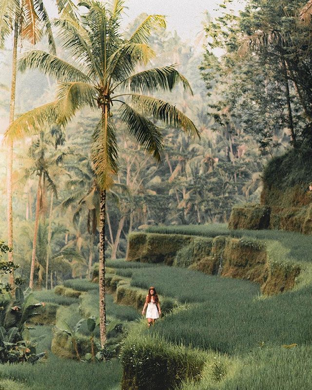 🌾🌾For something free to do in Ubud, Bali, go on an Ubud rice field walk #tegalalang || Credit: @kendallmartin⠀
⠀
.⠀
.⠀
.⠀
#thebalibible #travel #bali #nature #sunset #trip #lush #scenery #wanderlust #travlr #travlrindonesia #travelgram #vacation #l