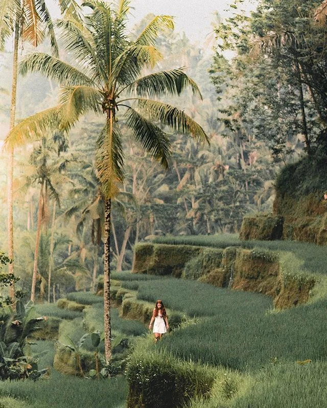 🌾🌾For something free to do in Ubud, Bali, go on an Ubud rice field walk #tegalalang || Credit: @kendallmartin⠀
⠀
.⠀
.⠀
.⠀
#thebalibible #travel #bali #nature #sunset #trip #lush #scenery #wanderlust #travlr #travlrindonesia #travelgram #vacation #l