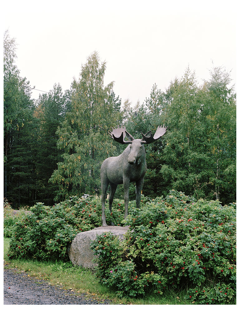  Thomas Humery, photography, Moose, Finland, 2005 