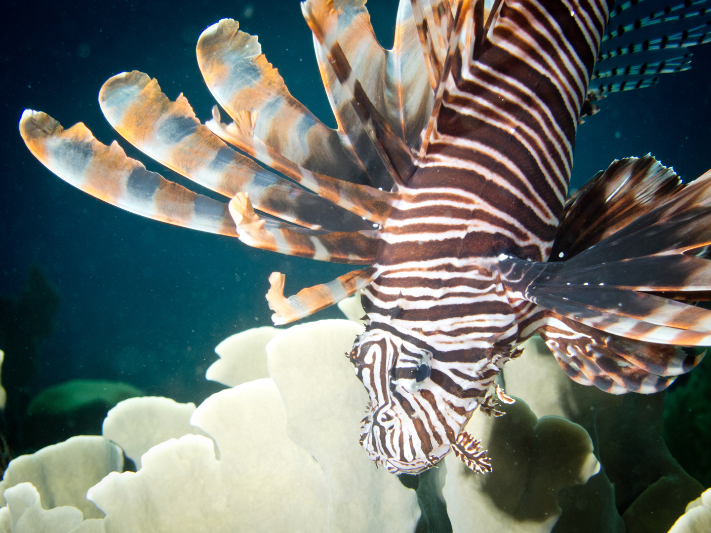 Honduras_UW_Lionsfish-2_web.jpg