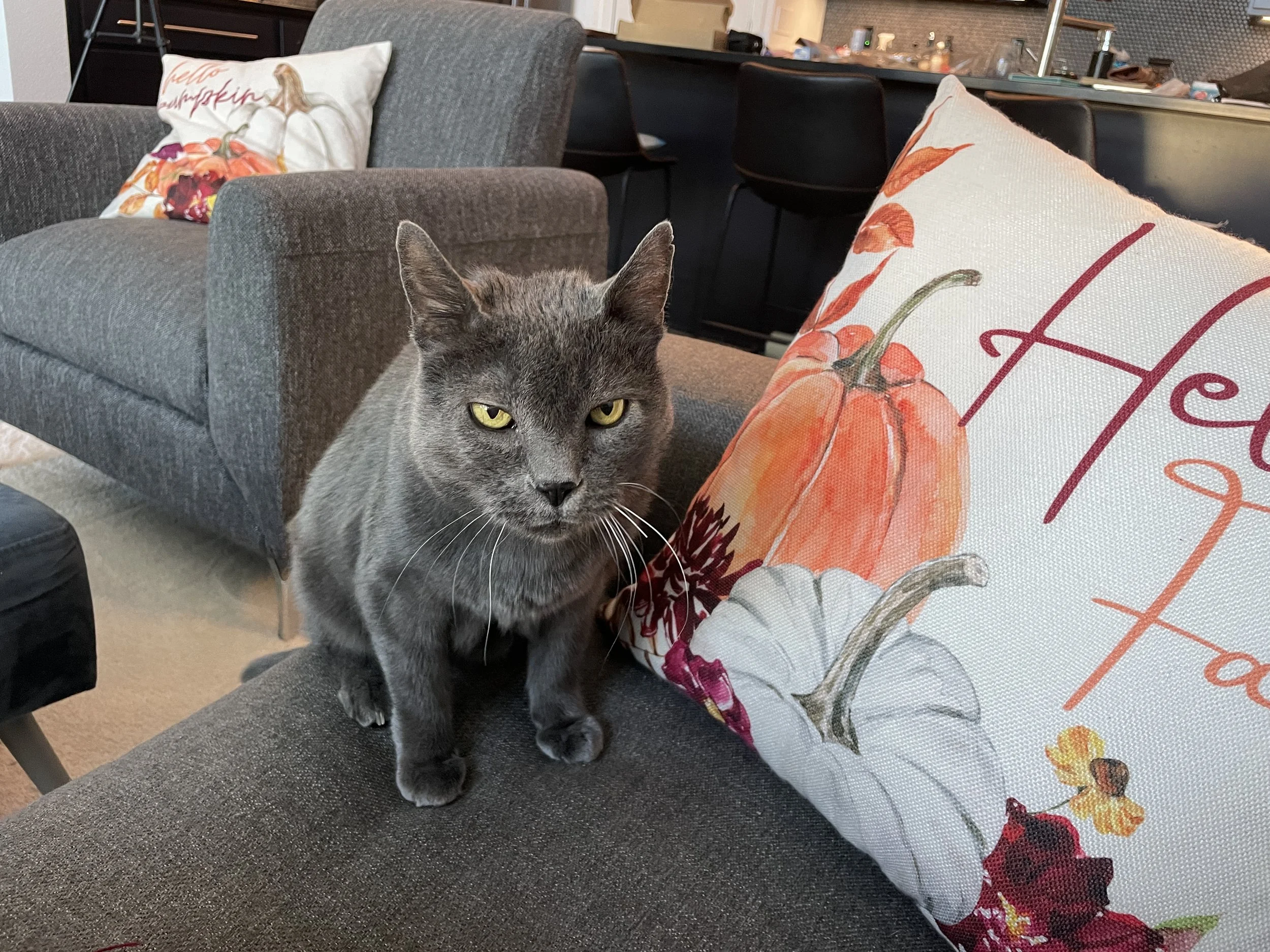 Smokey in Golden, Colorado