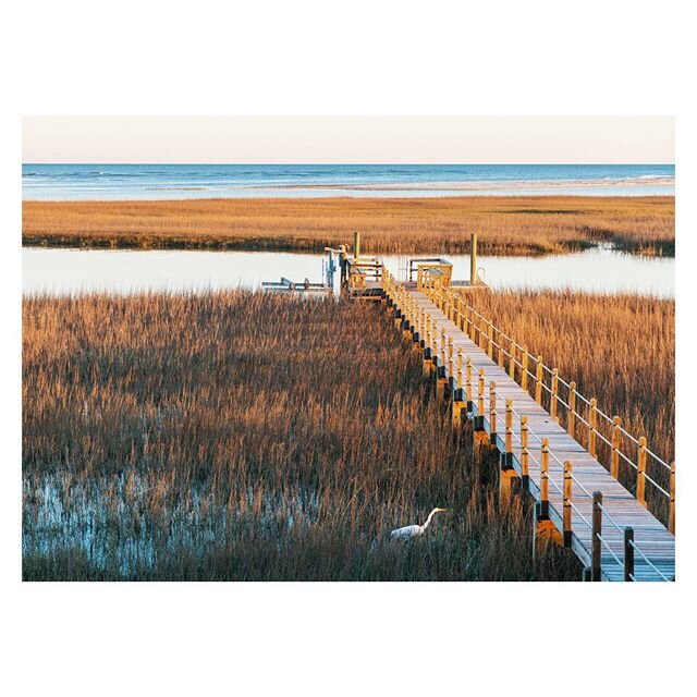 Isolation, how&rsquo;s it treating you?
.
.
.
.
.
#tbt #egret #greategret #seabrookisland #southcarolina #discoversc #nature #art #ocean #water #bird #birdphotography #color #goldenhour #adventure #golden #photography #sonyalpha #travel #travelphotog