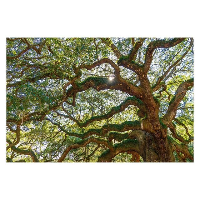 #tbt 400+ year old Angel Oak Tree! Can you spot the hidden weirdness in this image of a giant beauty? .
.
.
.
.
#angeloak #angeloaktree #charleston #charlestonsc #southcarolina #johnsisland #nature #beauty #love #photography #photooftheday #color #so