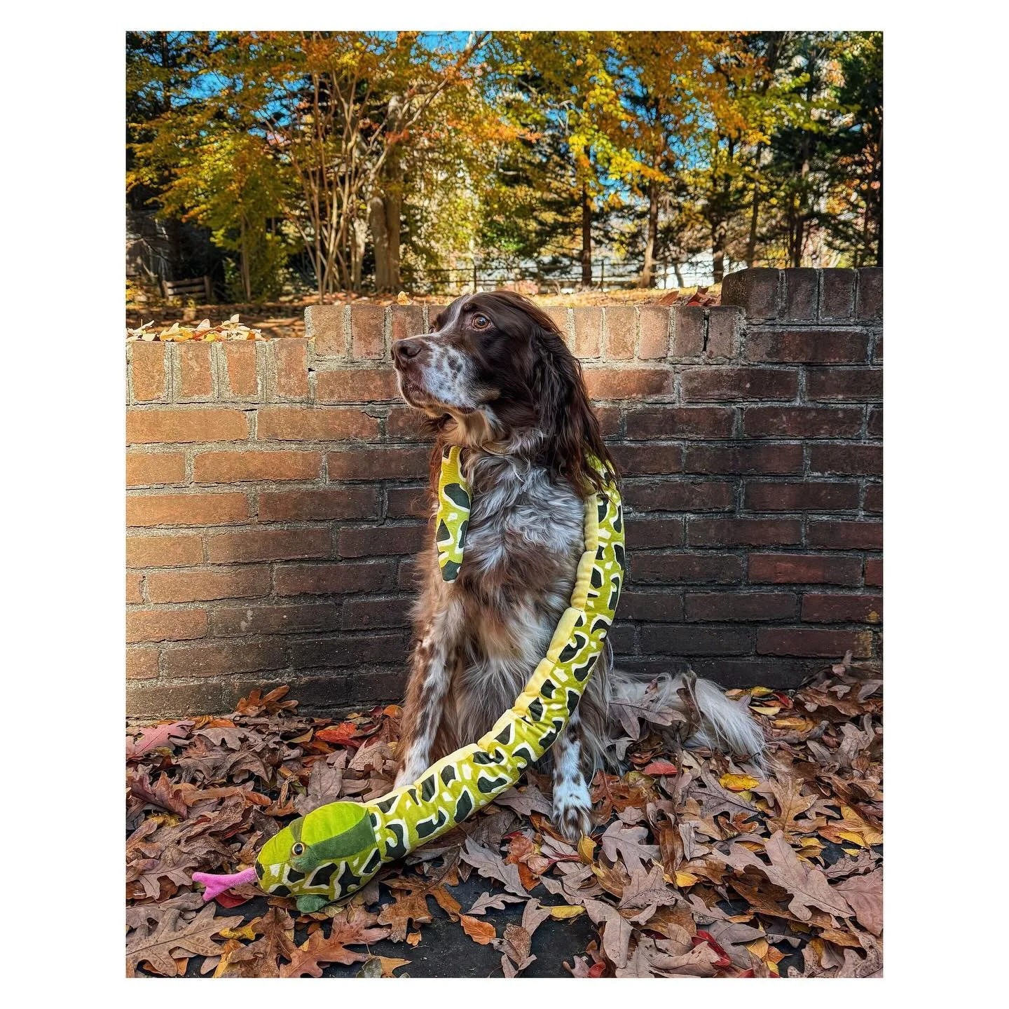 Monty Python is the Holy Grail. Happy Howloween 👻, for all those British humourists out there.
.
.
.
.
.
#montypython #montylew #montydog #doghalloweencostume #halloween #halloweencostume #llewellinsetter #setter #dog #fallleaves #british #britishhu