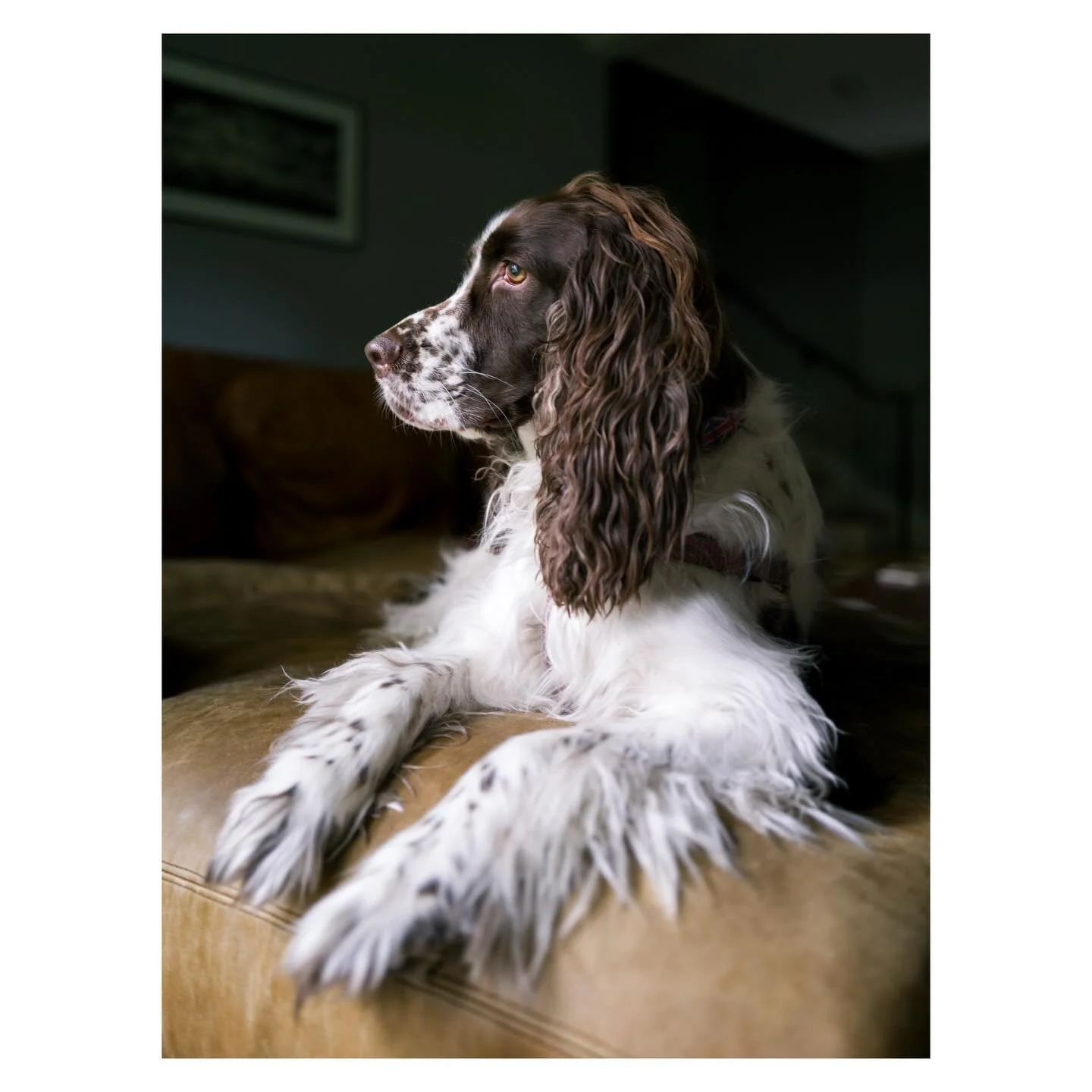 Sally dog sister is 8, but still acting not a day over 3. She&rsquo;s one of a kind.
.
.
.
.
.
#birthday #englishspringerspaniel #dogphotography #leica #dog