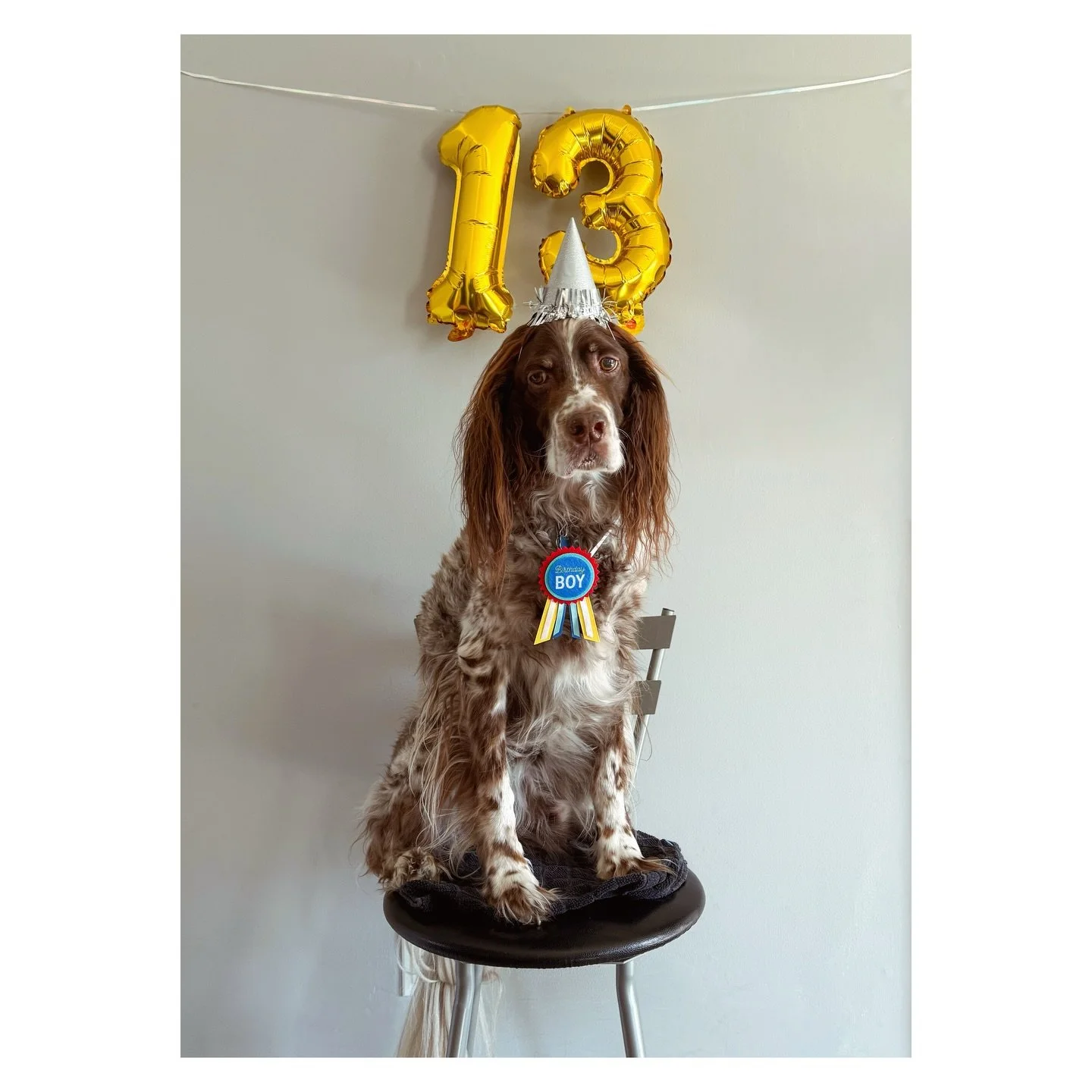 My boy is a teenager. Monty, the best boy 🥳🎂
#llewellinsetter #setter #dogportrait #dog #birthday