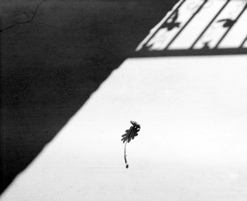 photography_collective_181.jpg