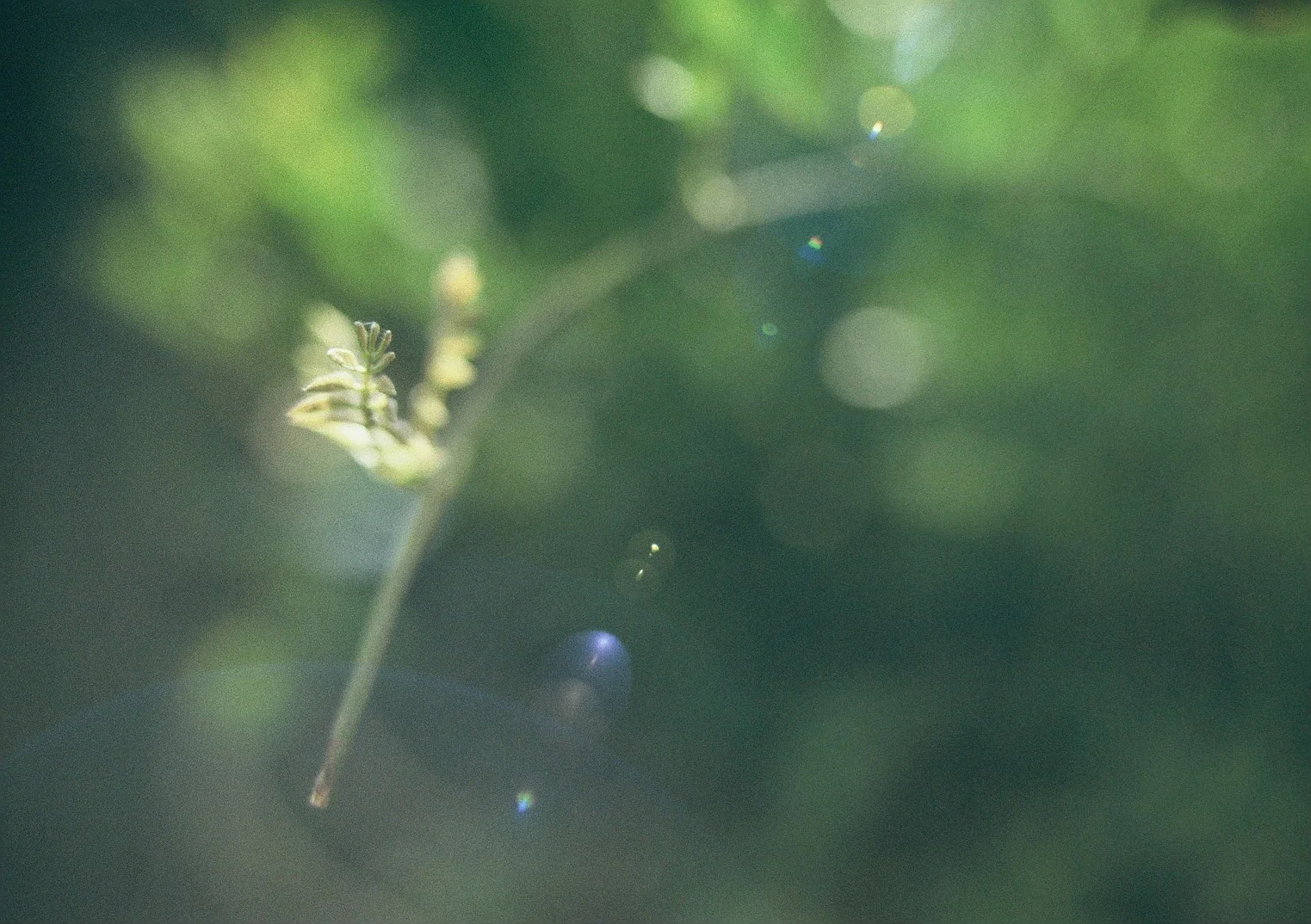 film_photography_285.JPG