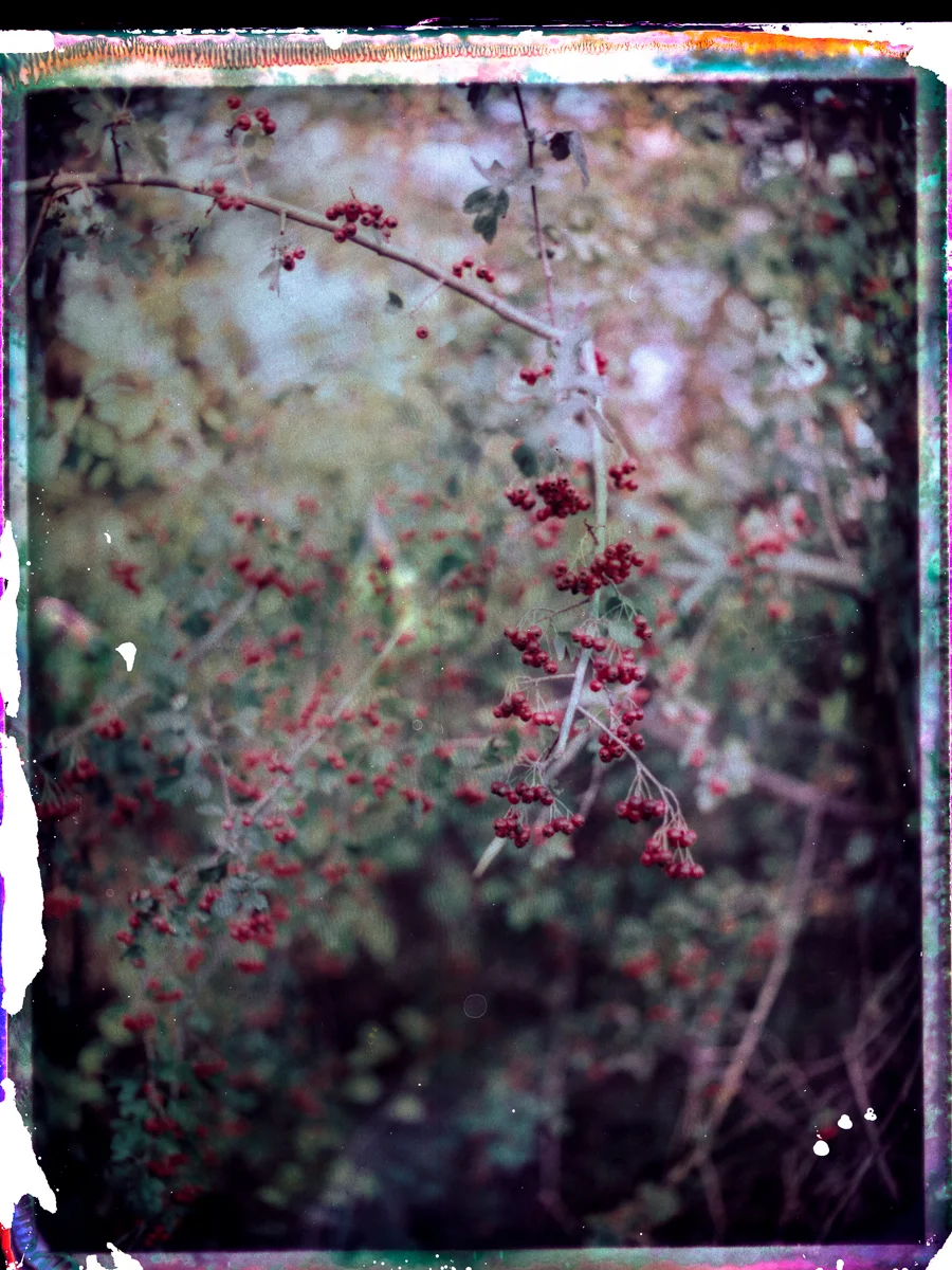 film_photography_414.jpg