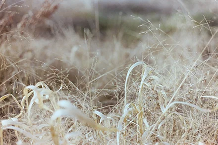 film_photography_4.JPG