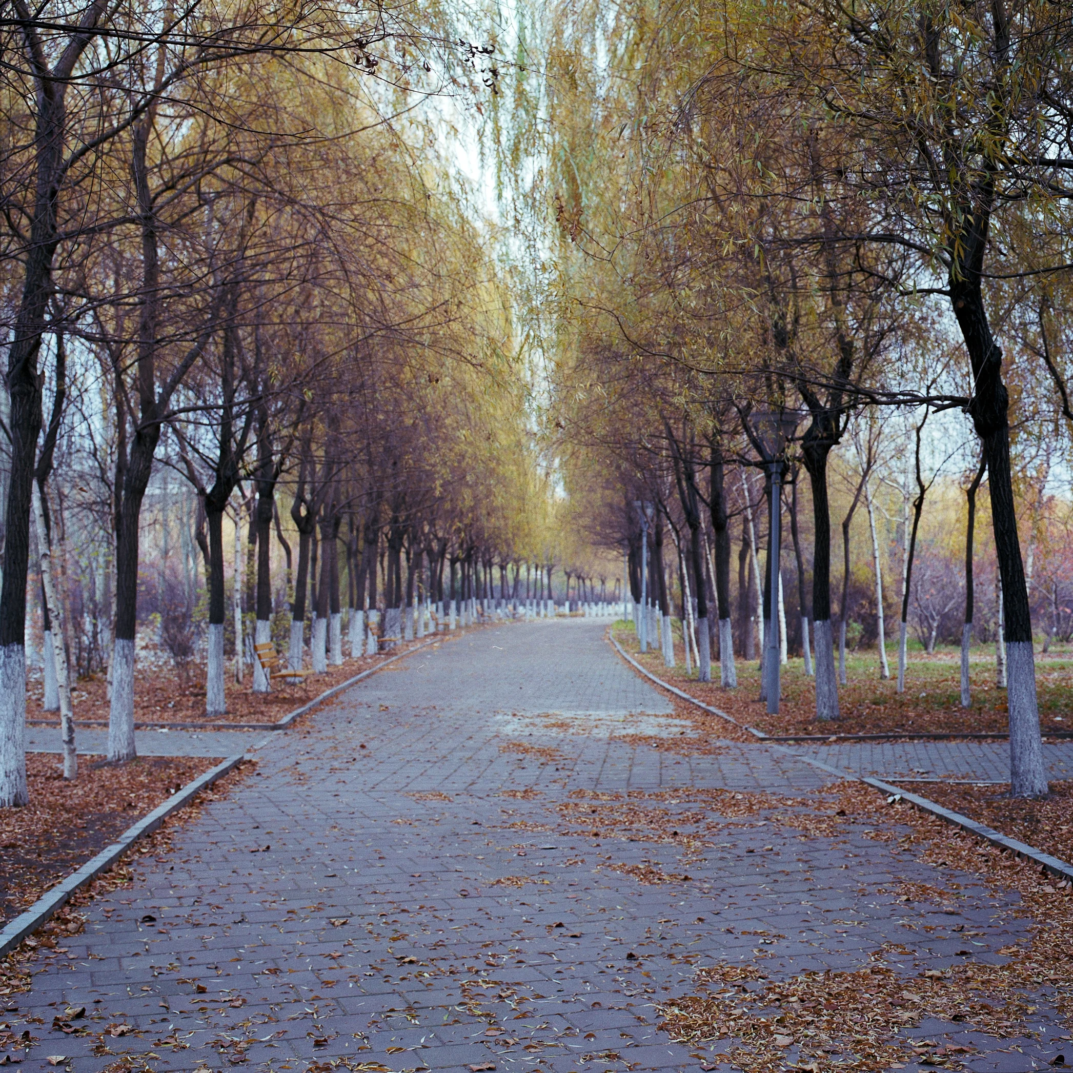 A Path in Autumn