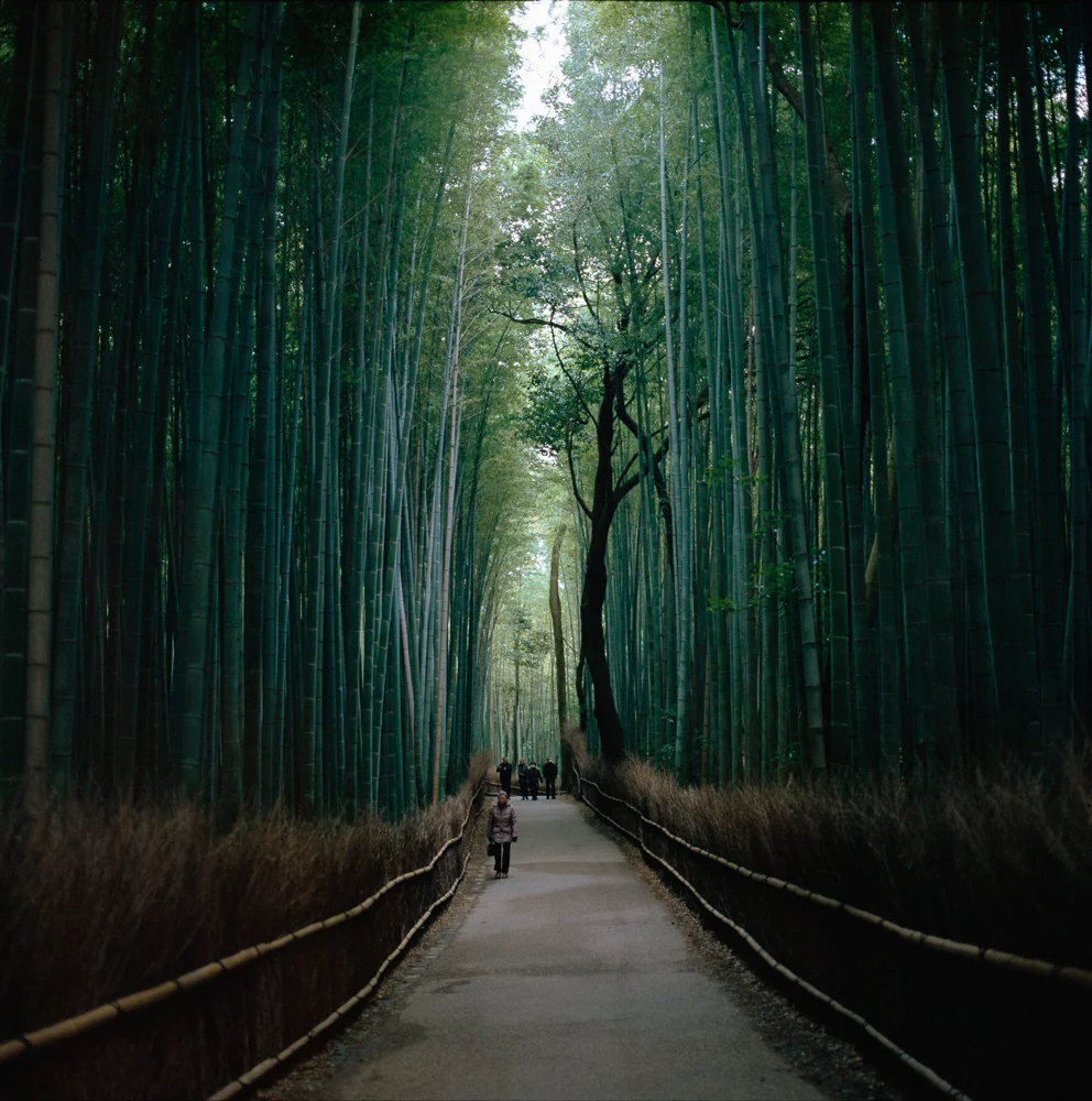 Arashi-yama bamboo path