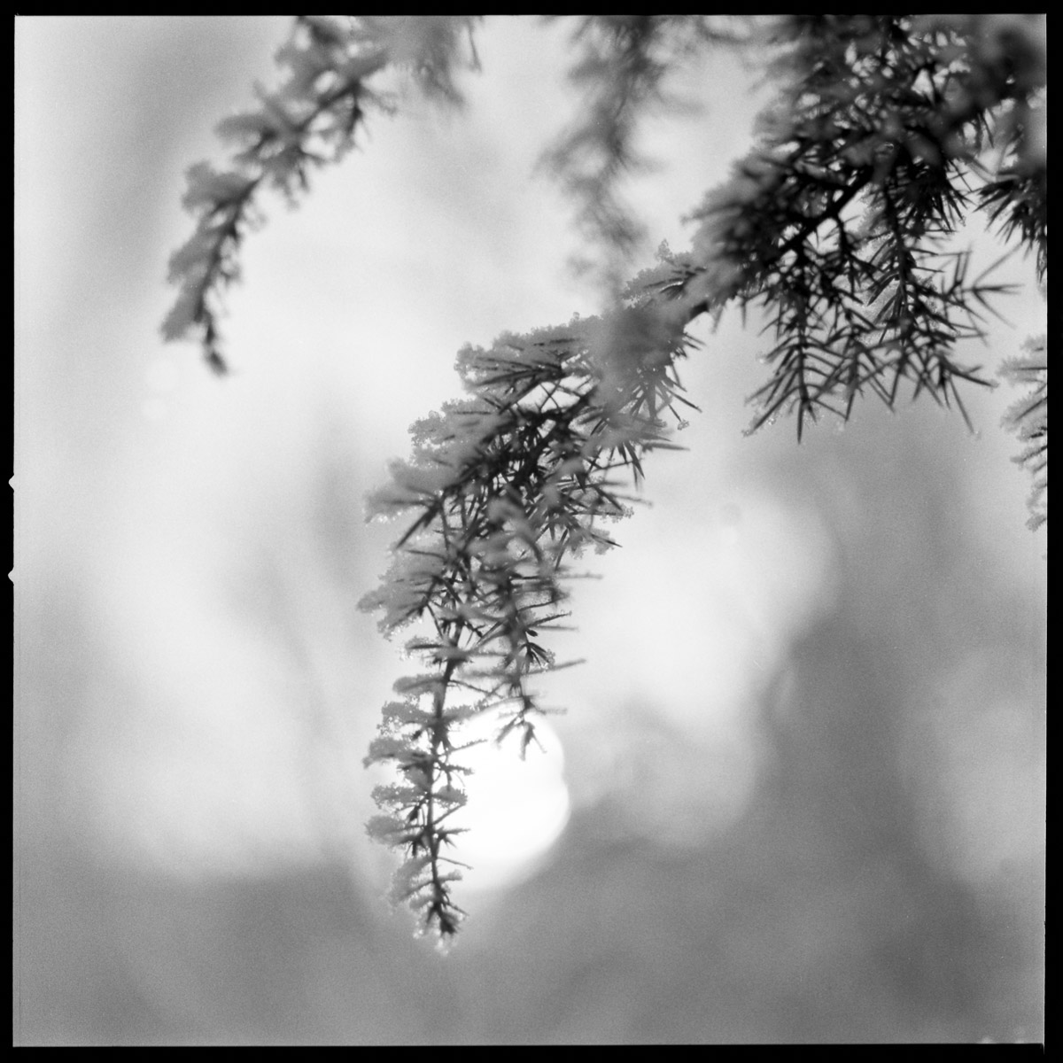 Winter peace | Hasselblad 503cx - Ilford HP5+ | Marie Westerbom