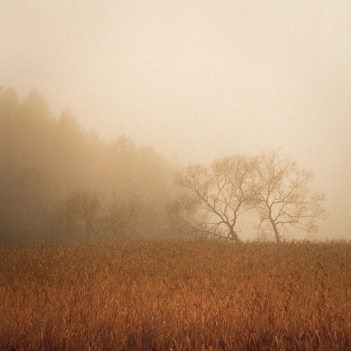 Morning Mist | Hasselblad SWC - Kodak Portra 400 | Marie Westerbom
