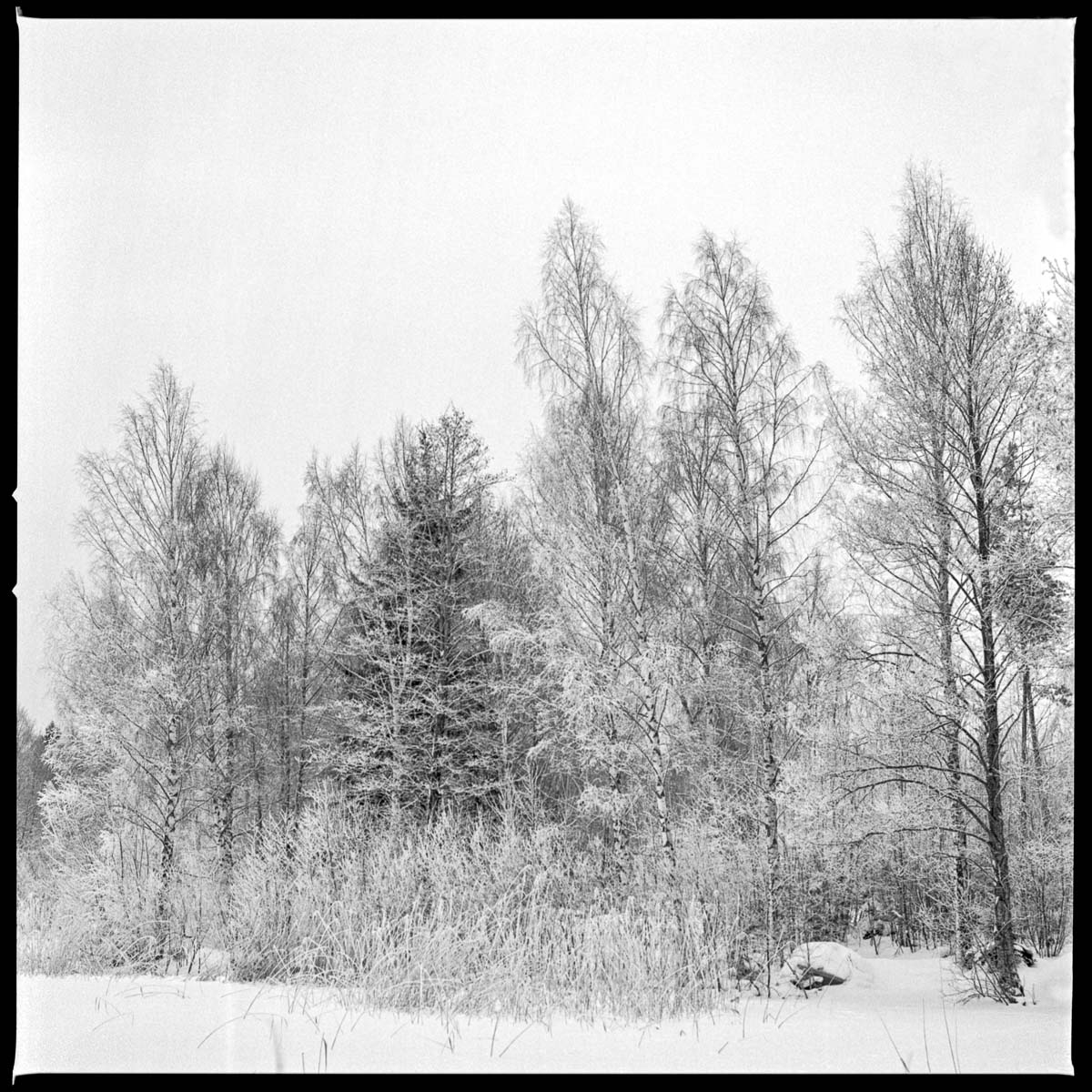 Colours of winter | Hasselblad 503cx - Kodak Tri-X | Marie Westerbom