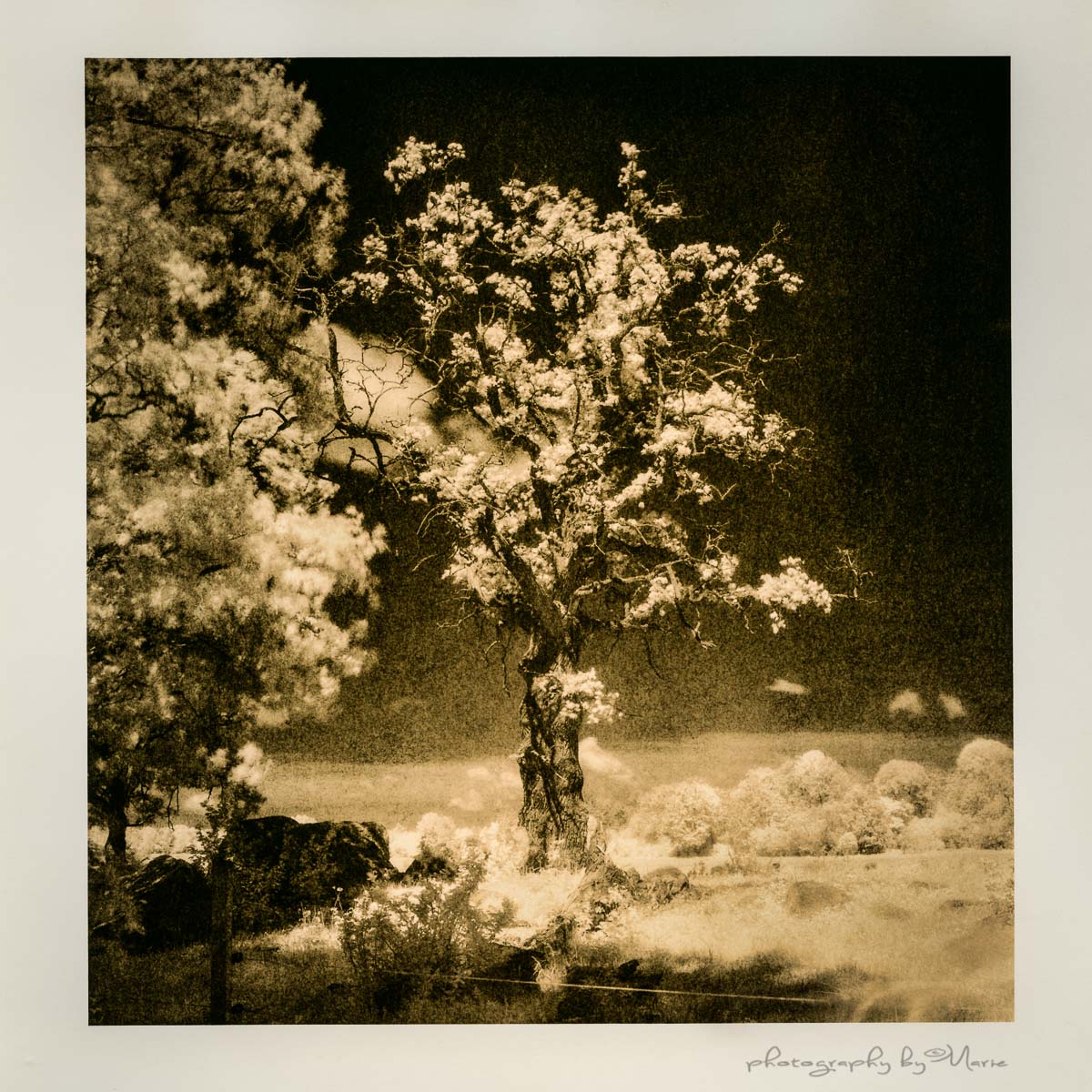 Magic oak tree | Hasselblad 503cx - Efke IR | Marie Westerbom