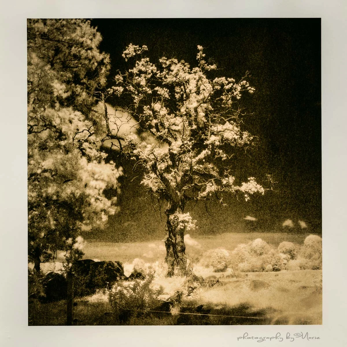 Magic oak tree | Hasselblad 503cx - Efke IR | Marie Westerbom