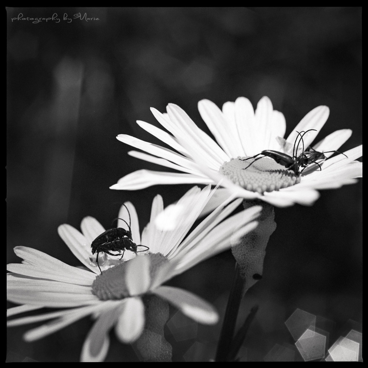 Make bugs not war | Hasselblad 503cx - Kodak Tmax 400 | Marie Westerbom