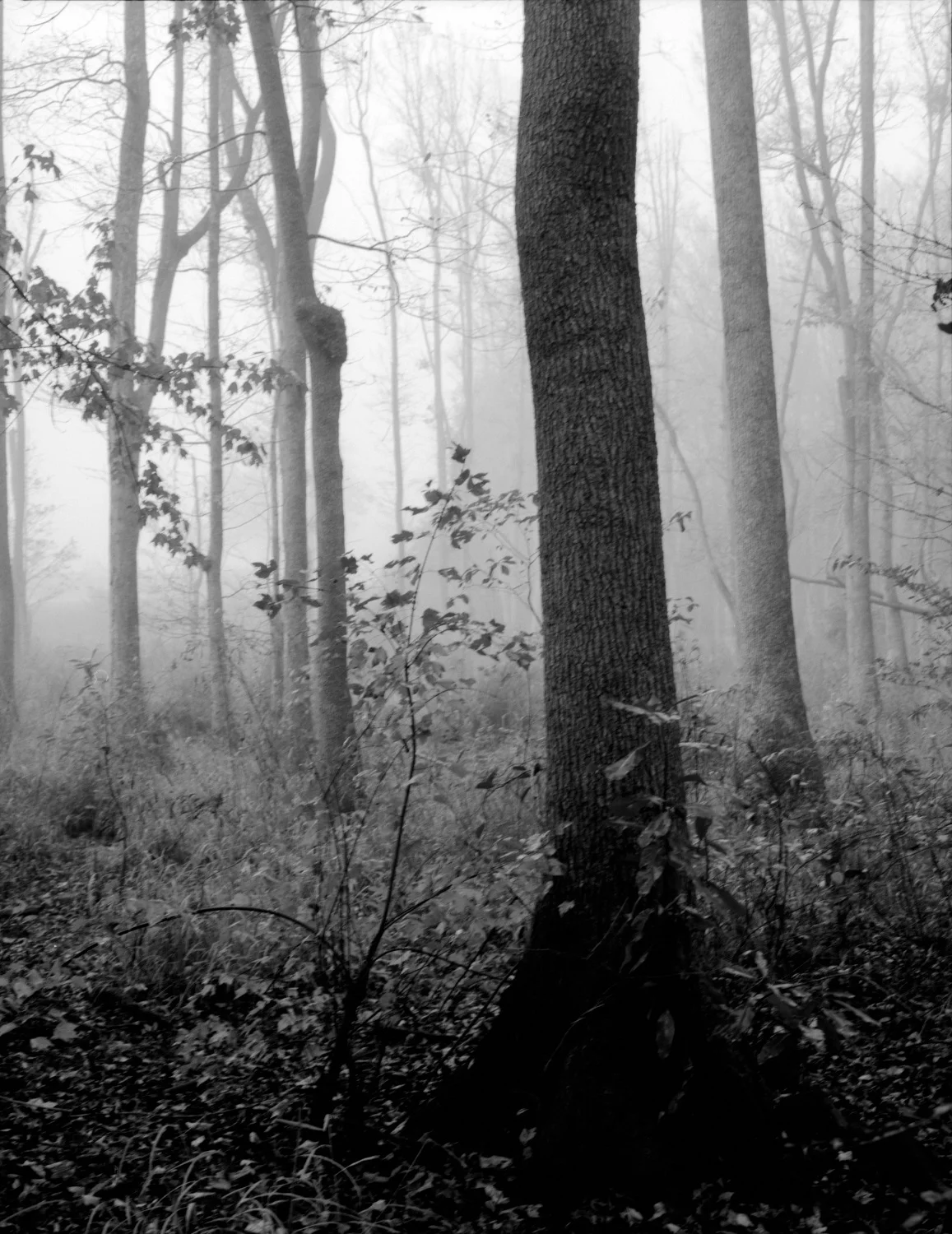 river trail trees 1 resize.jpg