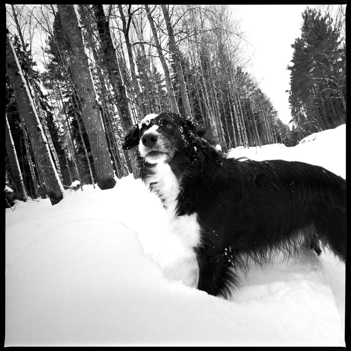 WHAT?? | Hasselblad SWC - Kodak Tri-X | Marie Westerbom