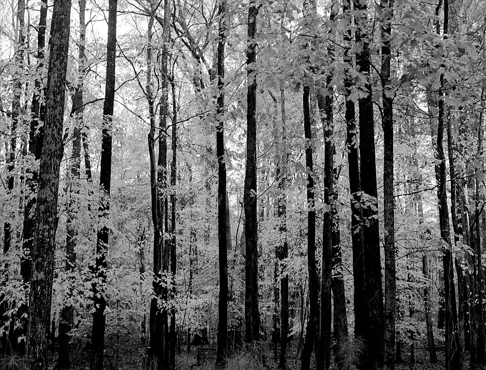 river trail trees 2 resize.jpg