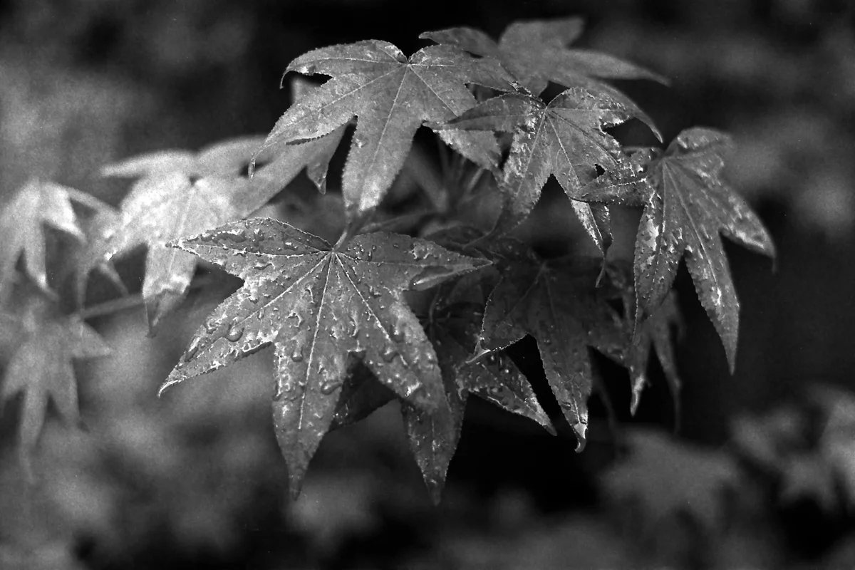 Untitled-Scanned-19 tmax400 resize.jpg
