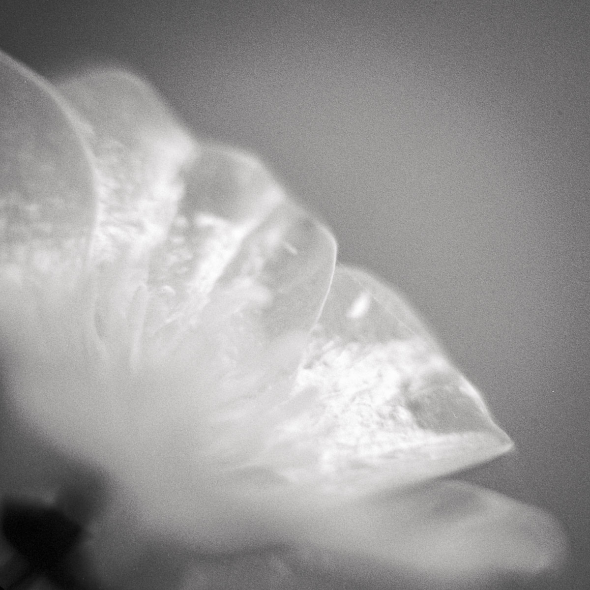 Buttercup | Holga macro - Kodak TMY | Marie Westerbom