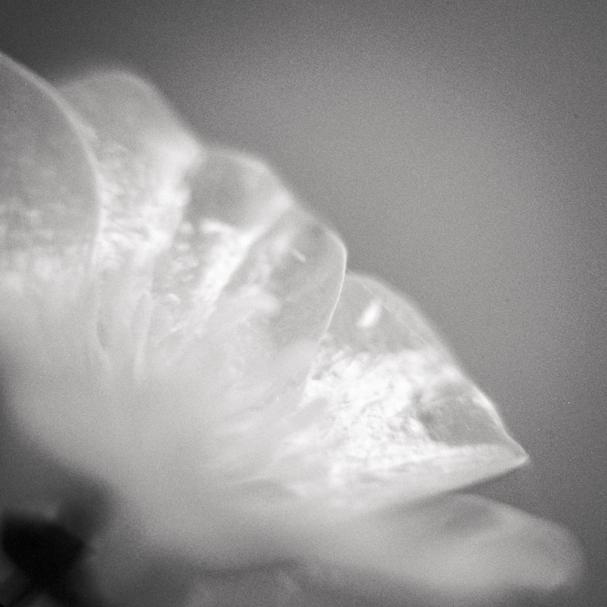 Buttercup | Holga macro - Kodak TMY | Marie Westerbom