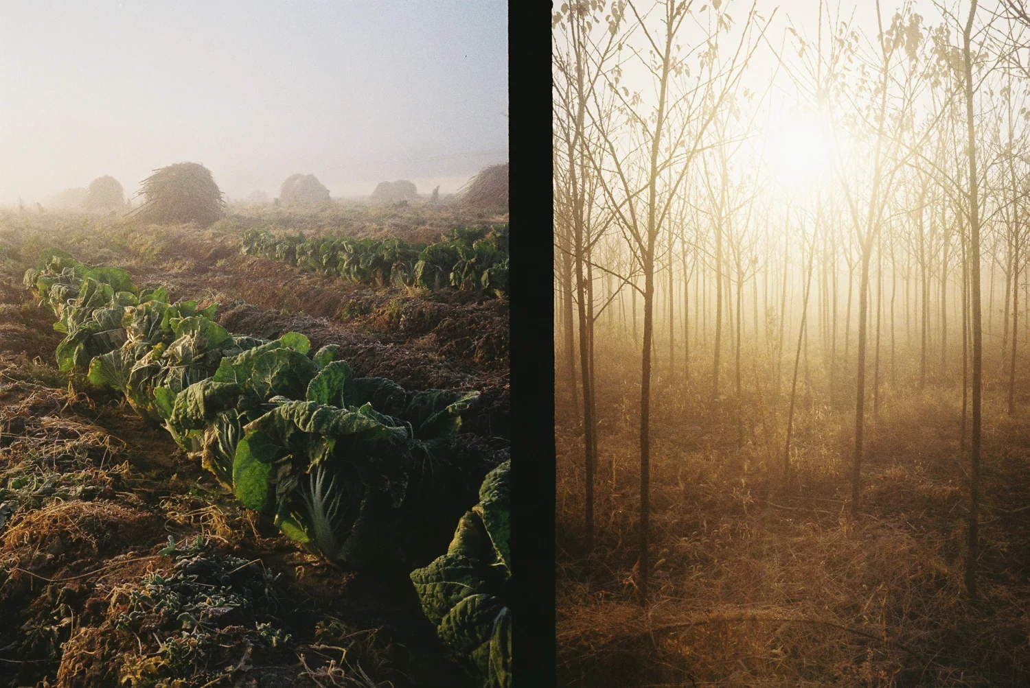 EarlyRun | Olympus Pen EE-3 | DavidWalters