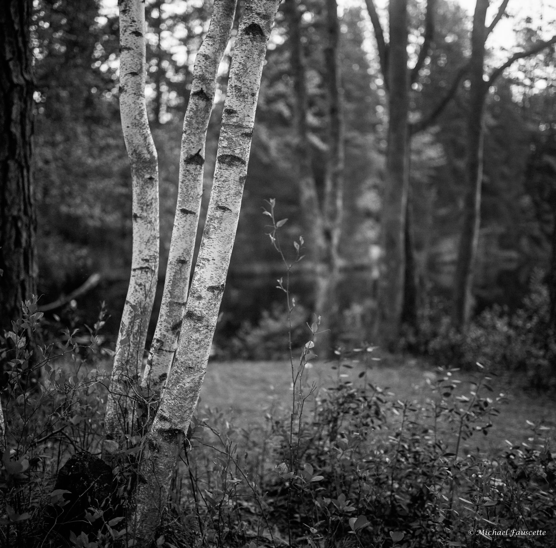 3 birch trees | Mamiya6 Mamiya G75 | michael fauscette