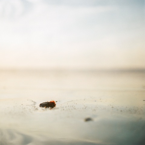 (Fuji400h/Pentacon Six/80mm)