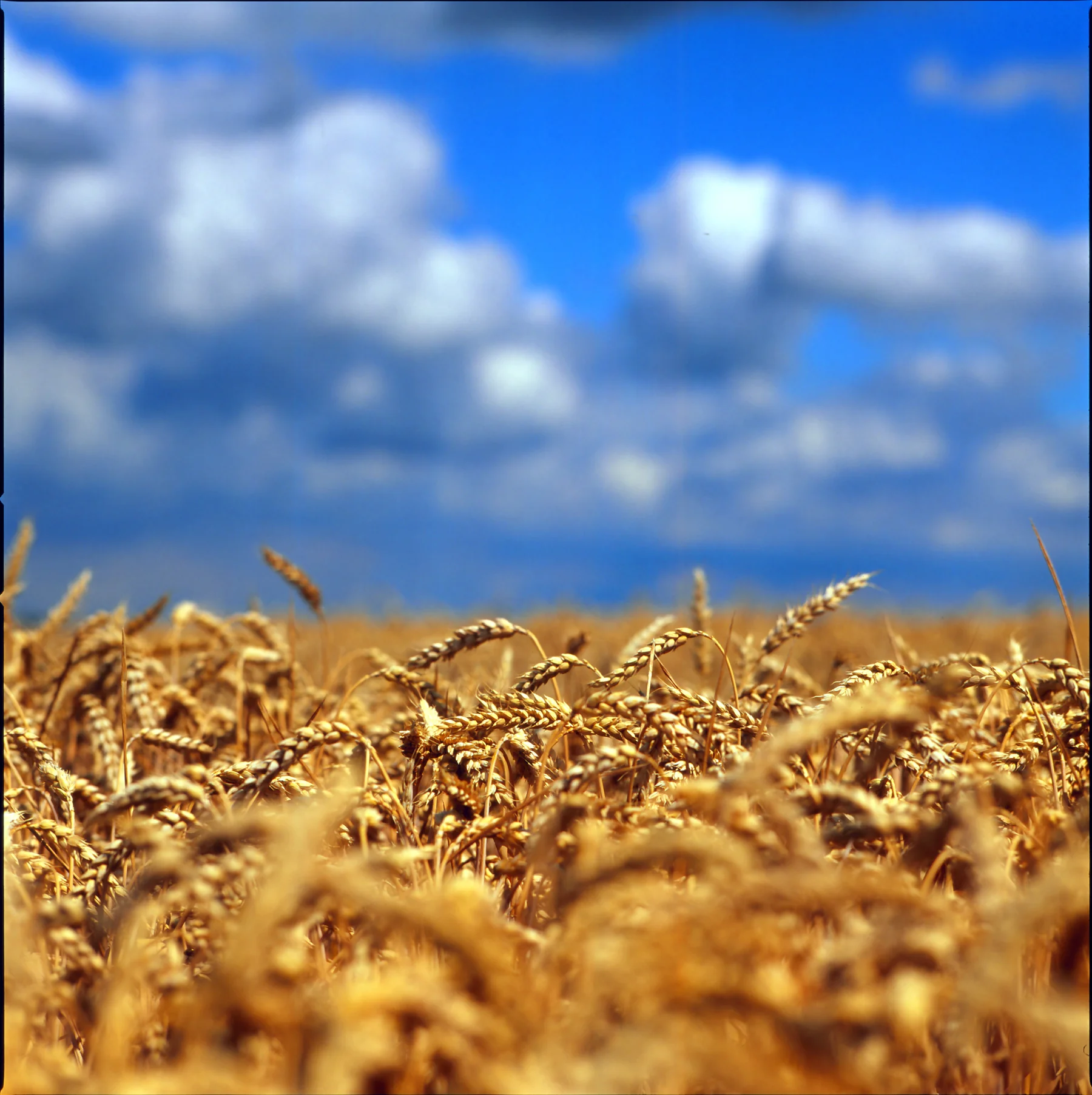 FIELD | HASSELBLAD 500 C/M | HANS-PETER LINZ