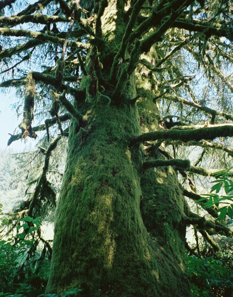 This was hand held, close the tree in strong shadow. The camera selected just the right exposure. 