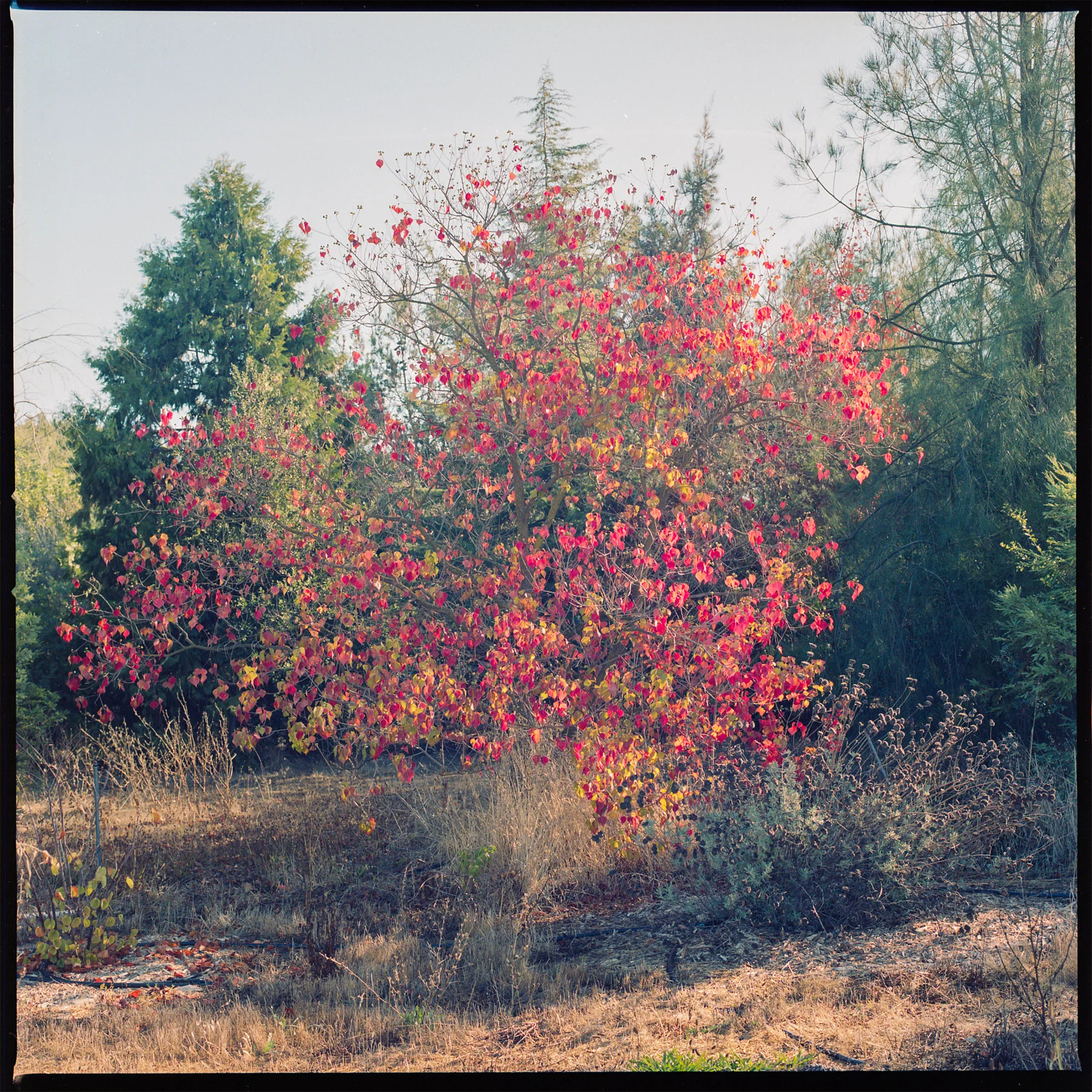 Burst | Hasselblad 500CM | 80 2.8 | Hernando Conwi