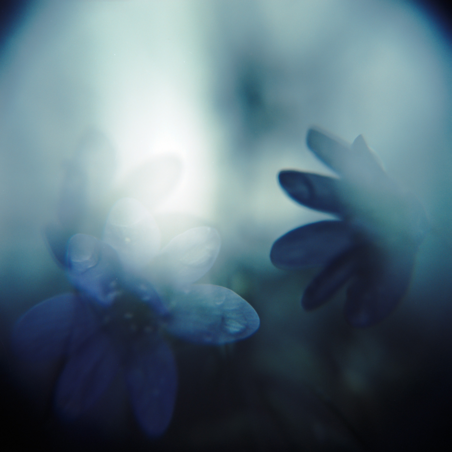 Untitled | Holga Macro | Fuji Provia 100 cross-processed in C41 | Marie Westerbom