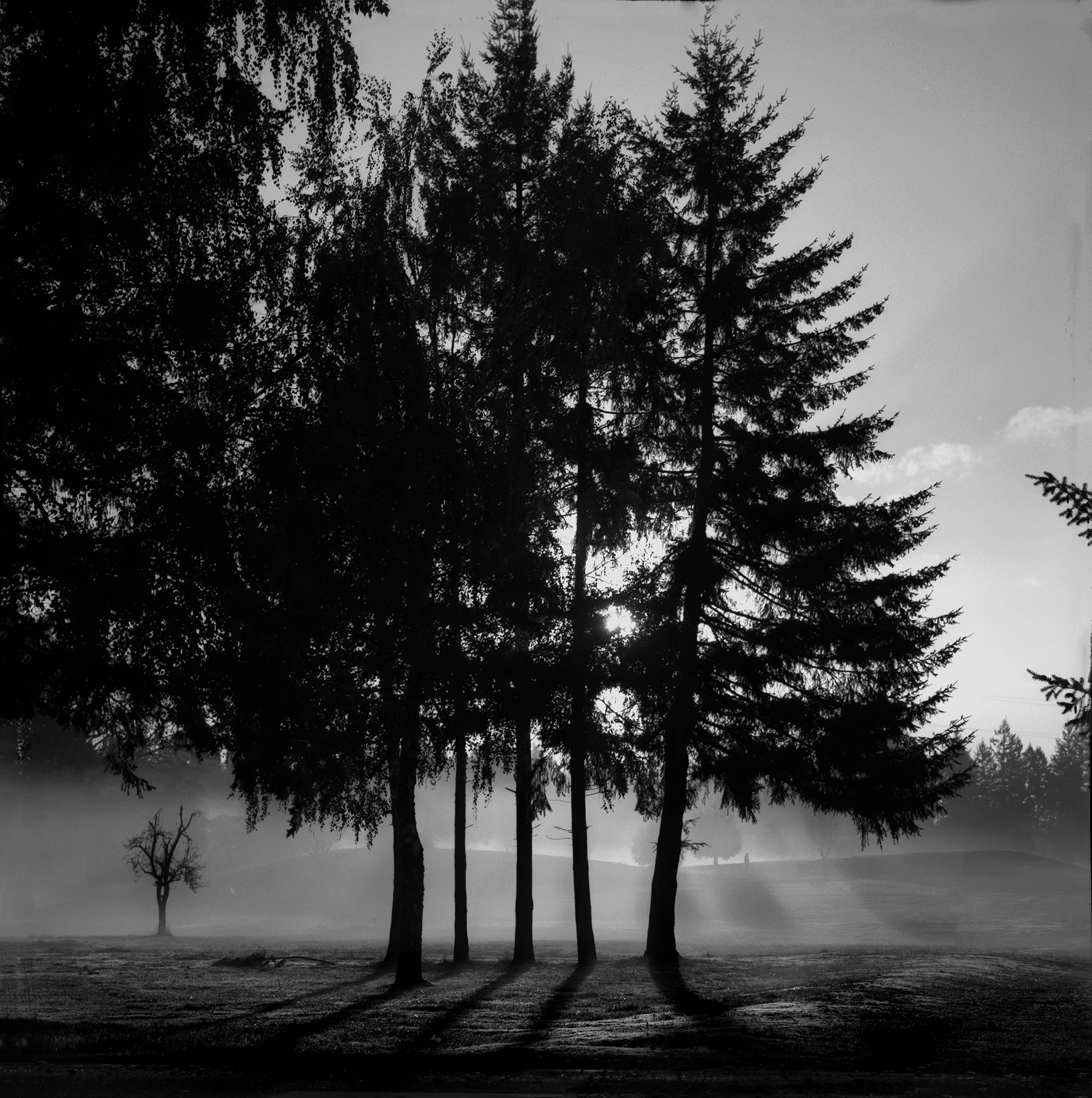 Fog_Hasselblad-500c_Sonar150mmF4_Kelly-ShaneFuller.jpg