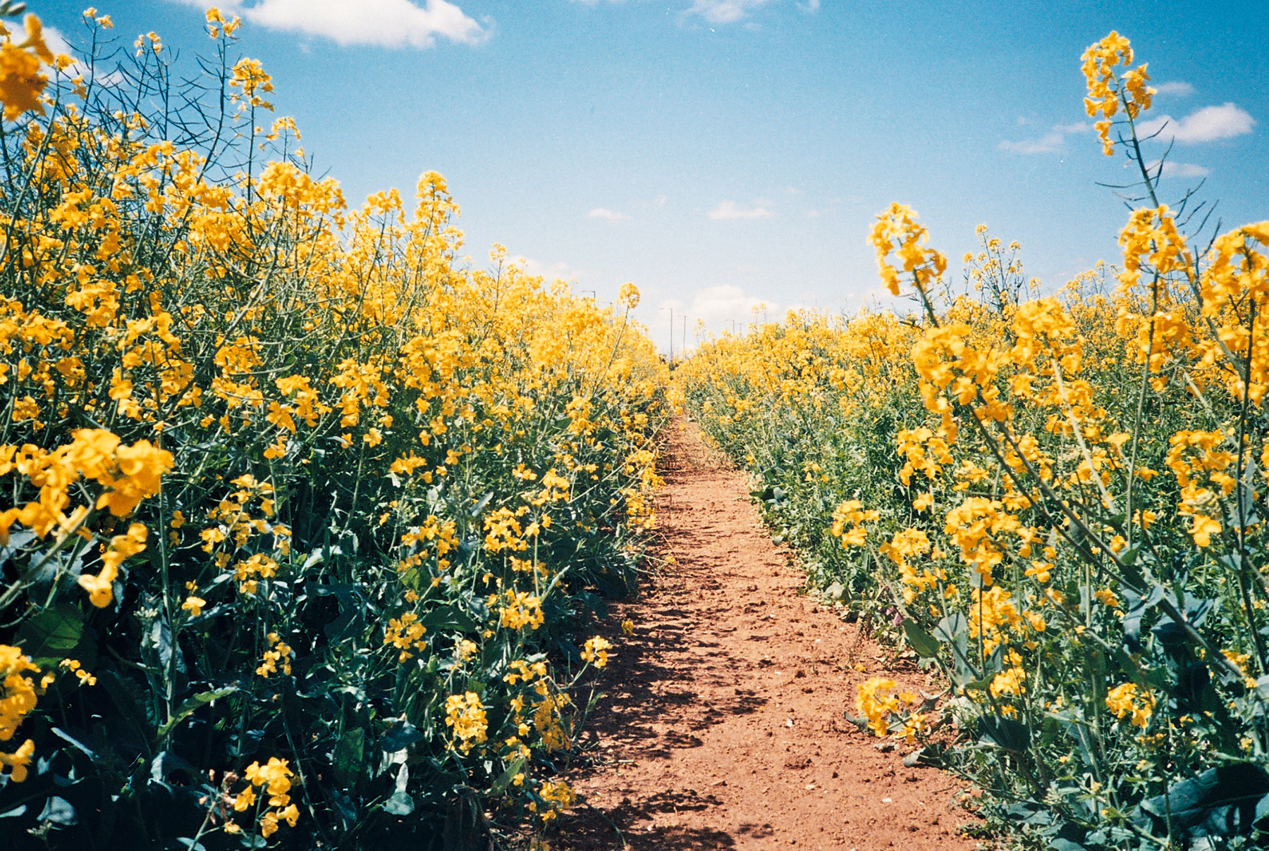 Untitled | Olympus XA2 | Tom Evans