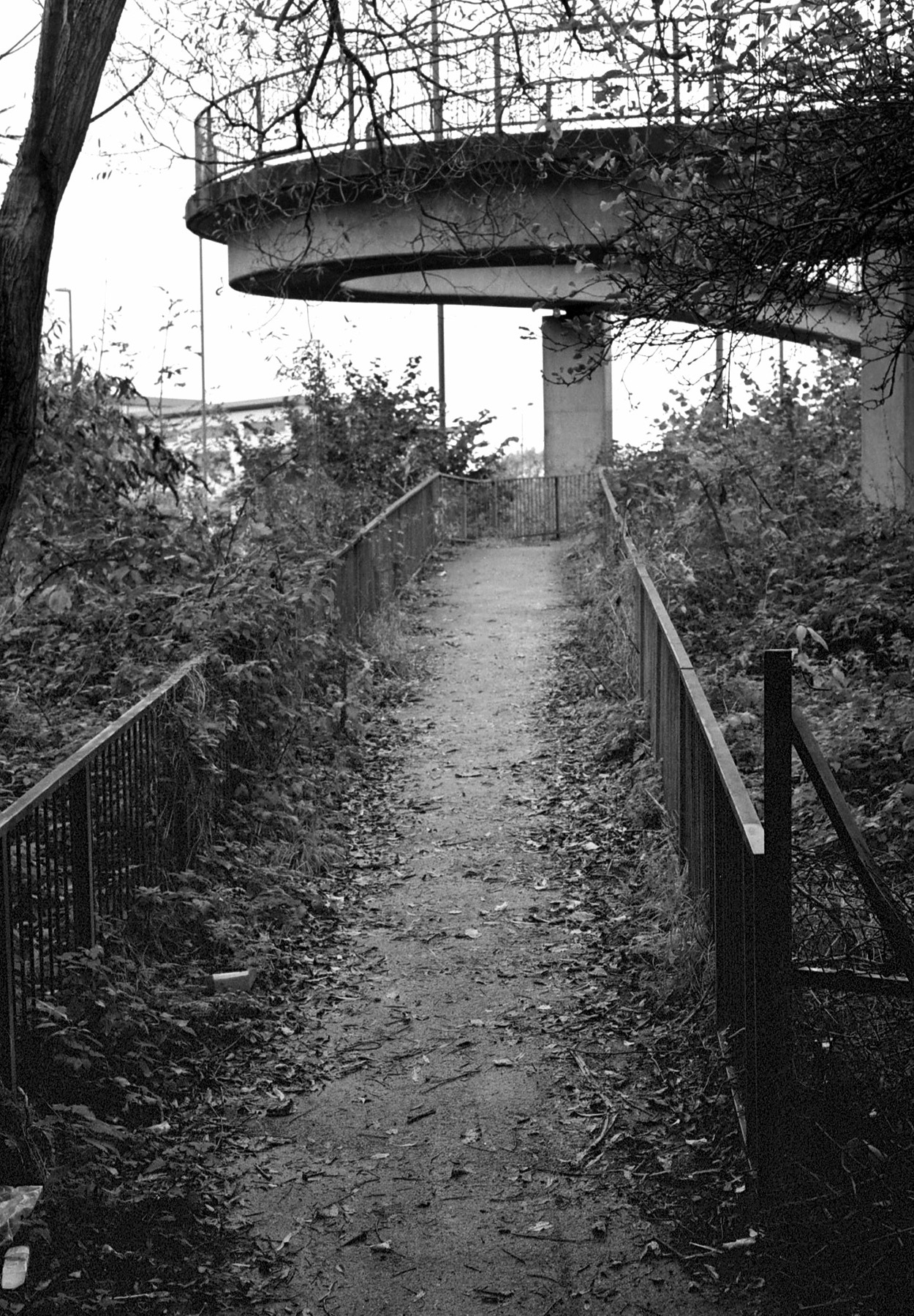 Overgrown | Canon FTBn 50mm | John Marriott