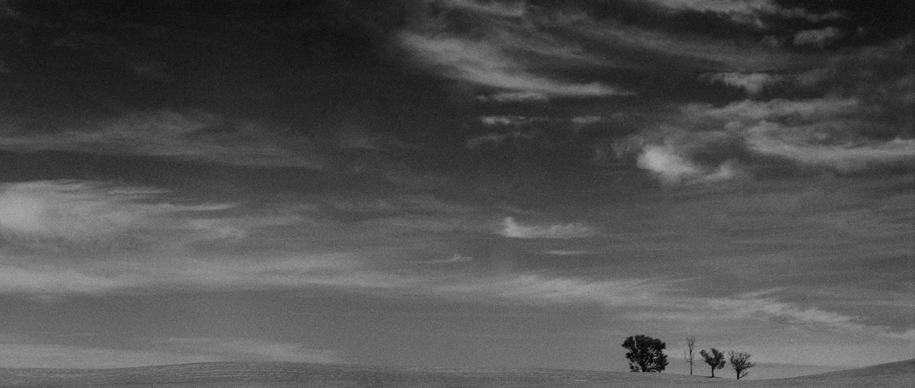 Trees In A Field | Bronica ETRSi | 150mm | 35mm Panoramic Back | Emma Perry