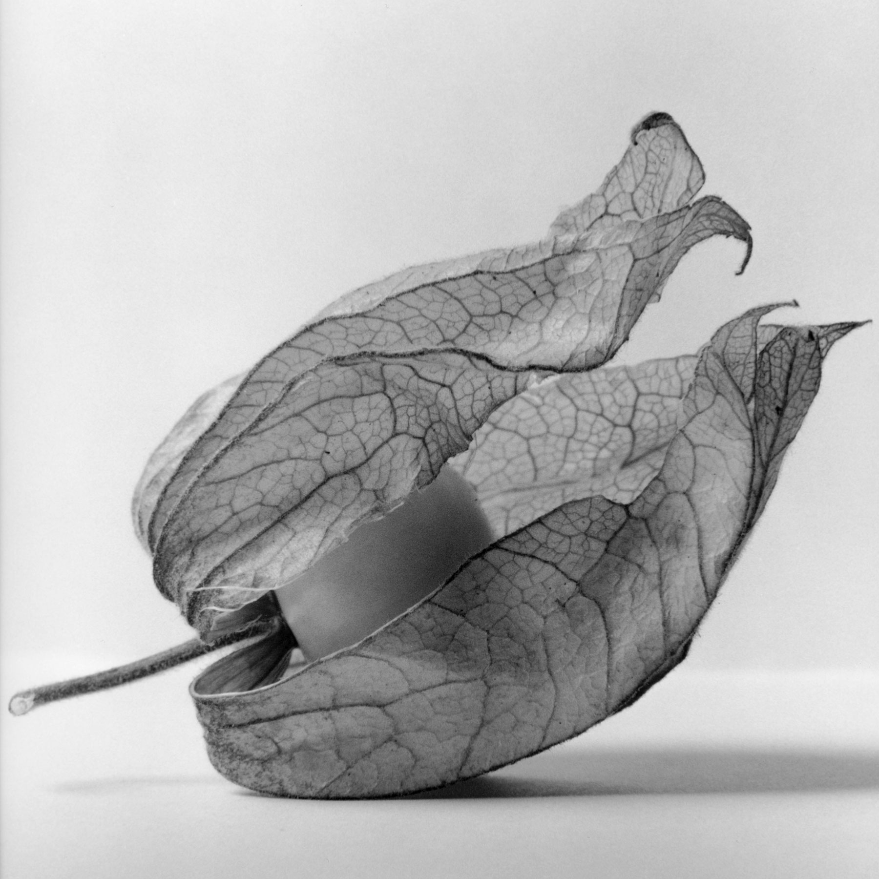 gooseberry.jpg