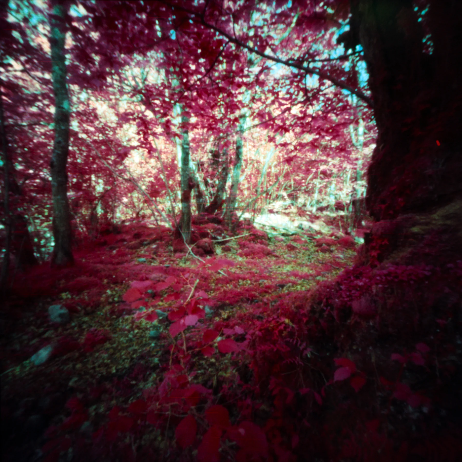 Woods in Red | Digna 6x6 Pinhole | Kodak EIR Aerochrome | Jesús Joglar