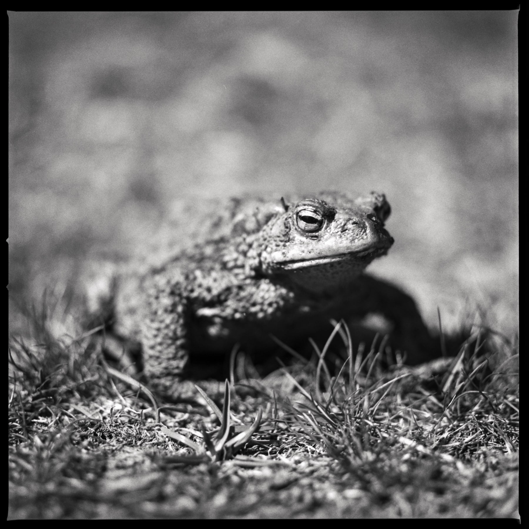 Angry Toad | Hasselblad 500cm | Ilford FP4+ | Marie Westerbom