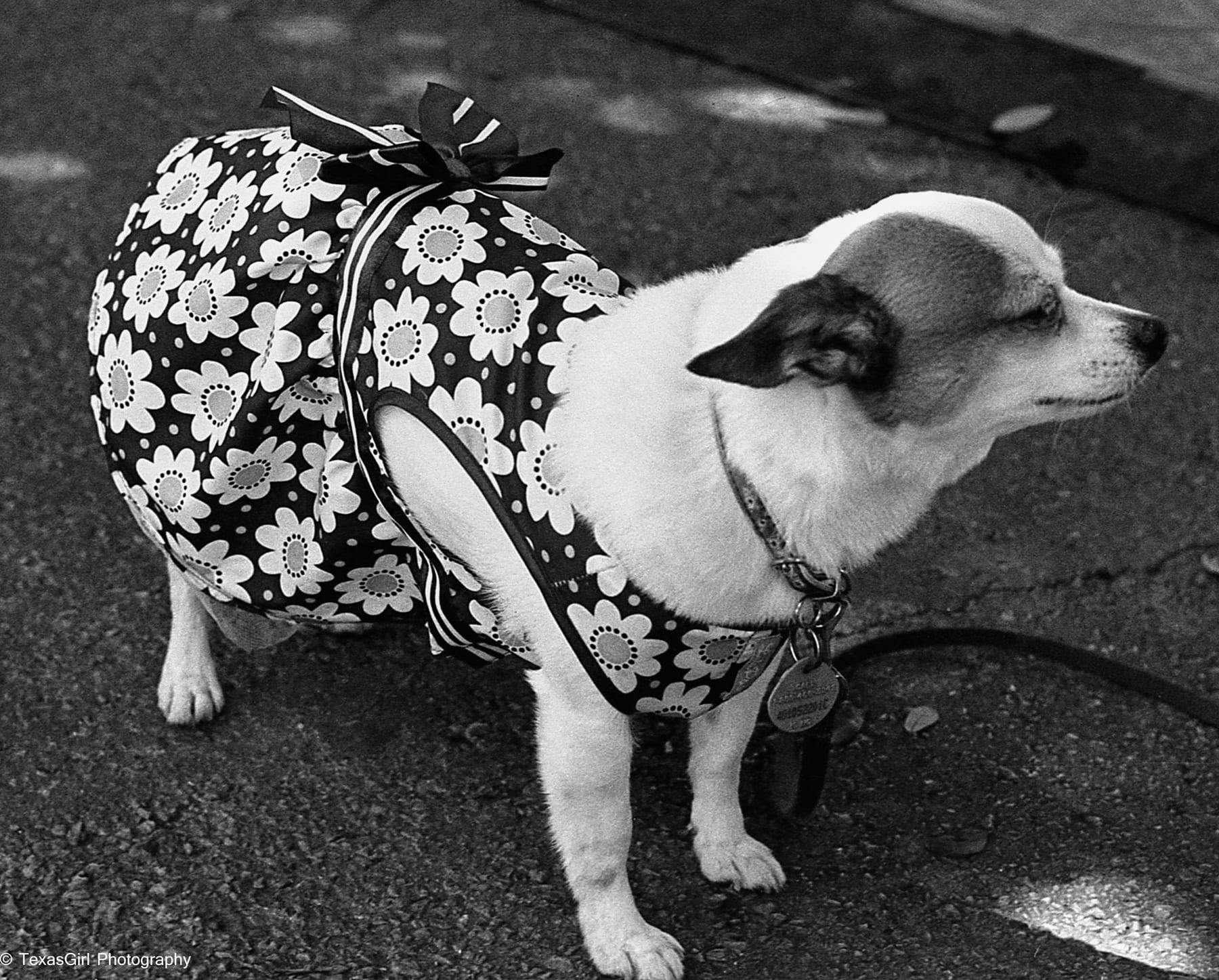 Chihuahua | Nikon F | Kodak Tri-X | Amy Jasek 