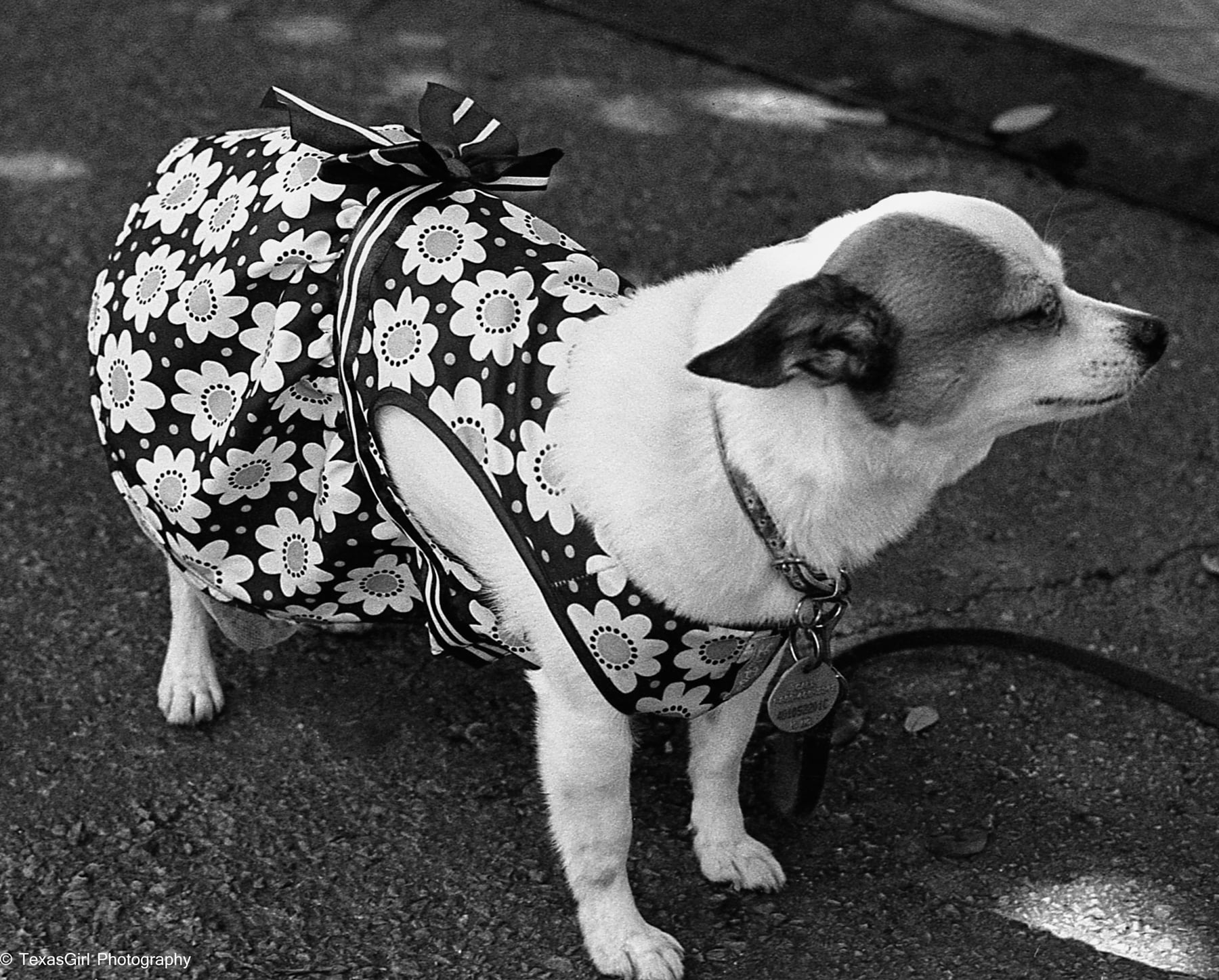 Chihuahua | Nikon F | Kodak Tri-X | Amy Jasek